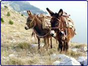 Donkeys - Dubrovnik Adventure