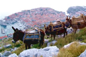 Donkey riding adventure in Dubrovnik