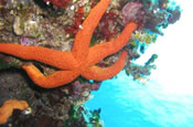 Diving in Dubrovnik