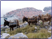Donkey Riding Adventure - Dubrovnik
